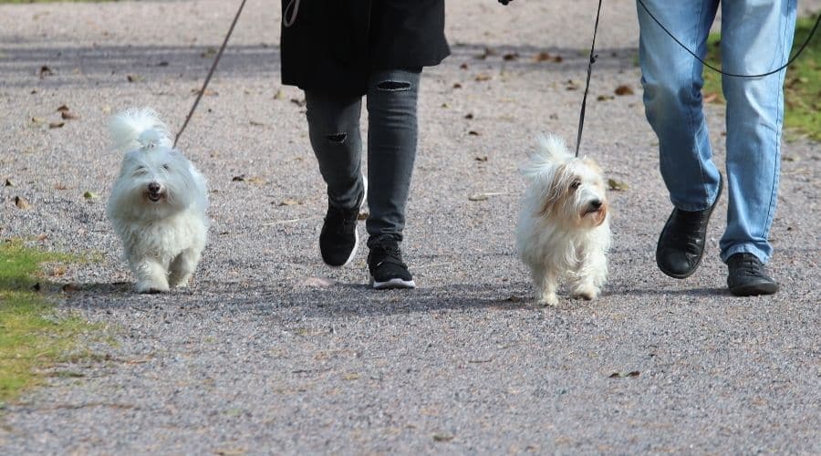 Two white fluffy dogs walking on leash