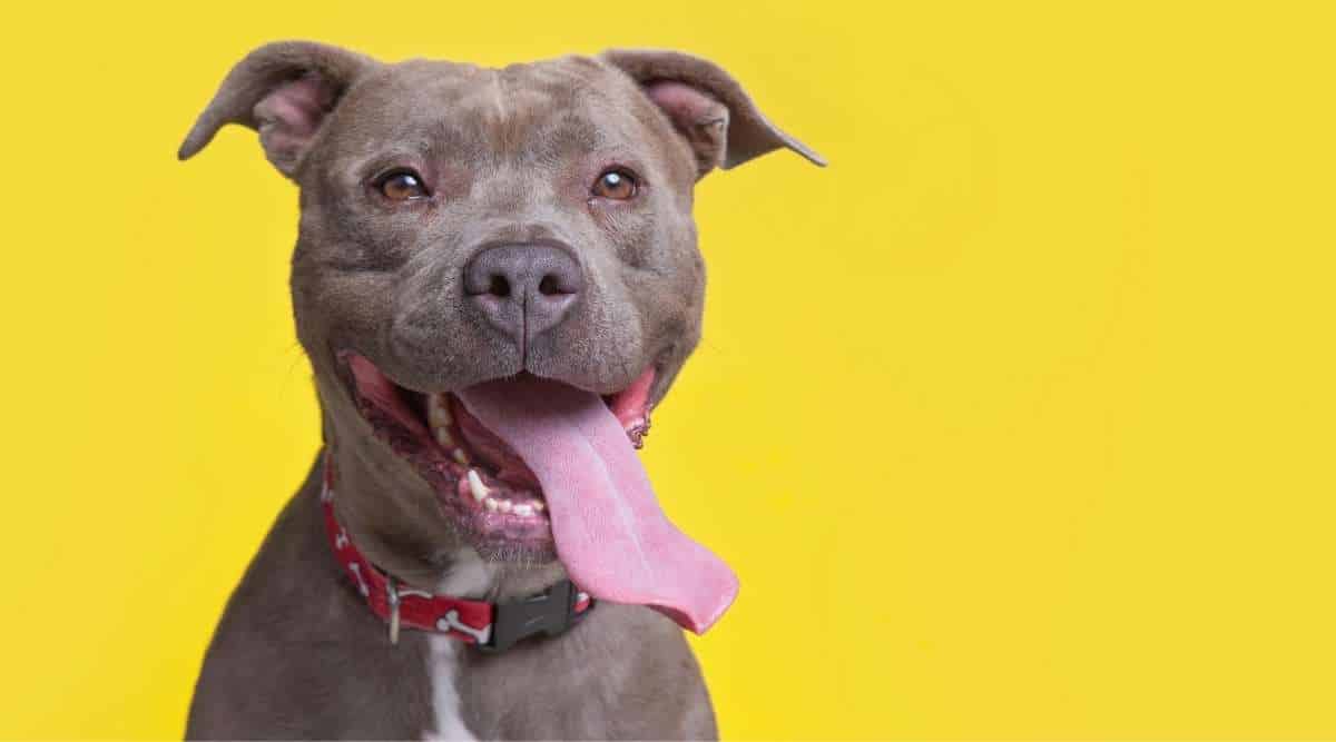 Types of Pitbulls
