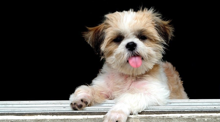Tzu Basset