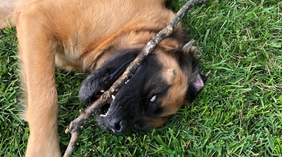 Uhtred Playing with Stick