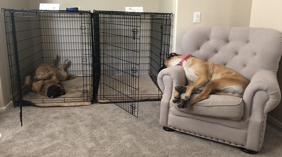 Uhtred and Freyja - English and American Mastiffs
