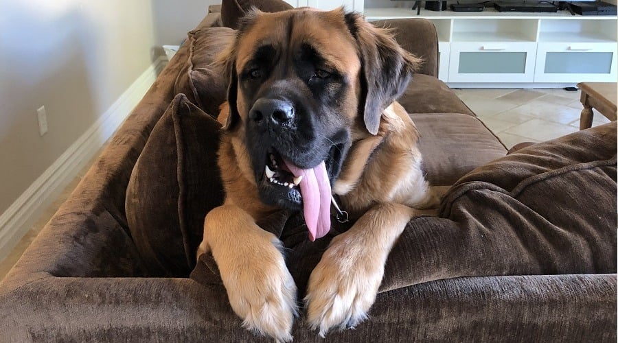 English Mastiff dog on a couch. 