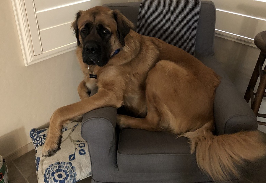 Uhtred the Fluffy in a Chair