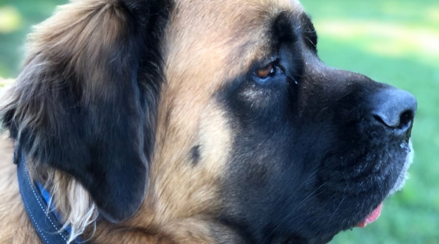 Uhtred the Mastiff Looking at Yard
