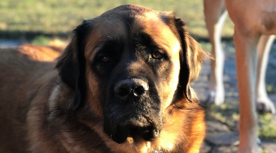 Uhtred the Mastiff Rescue Dog