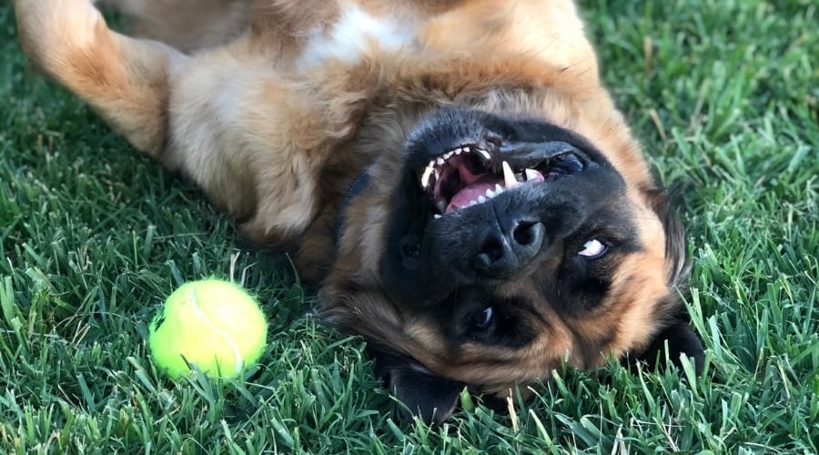 Uhtred with Tennis Ball in Grass