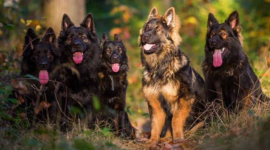 Unique German Shepherd Colors