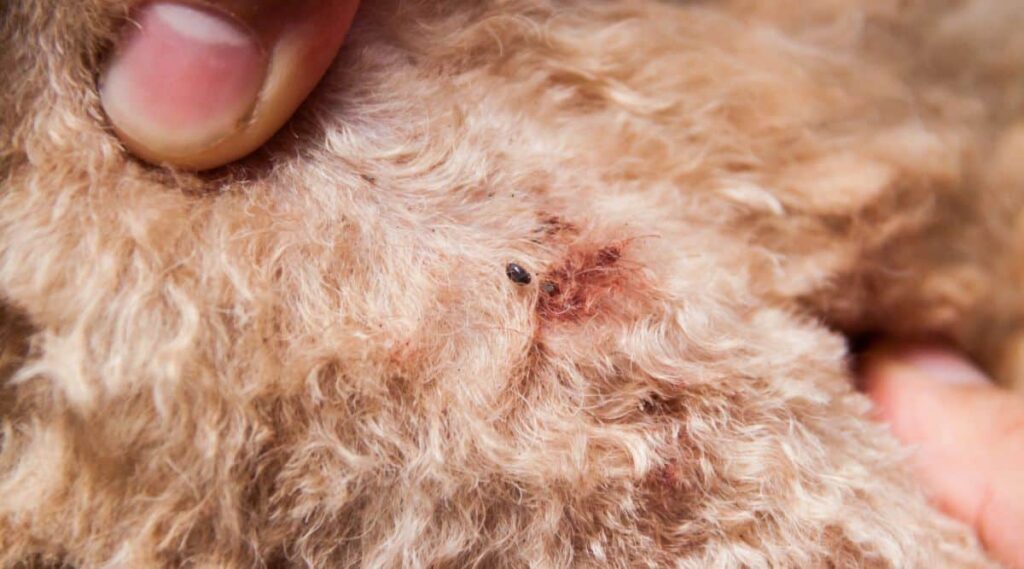 Flea on a dog.