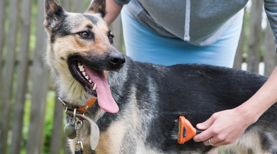 Using a Deshedding Tool on Medium-Coat Length Dog