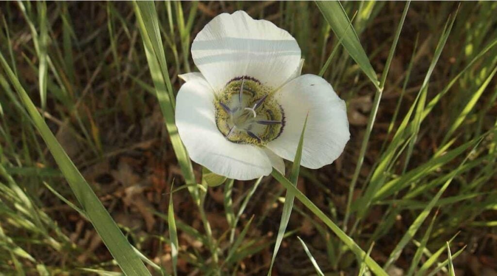 Sego Lily