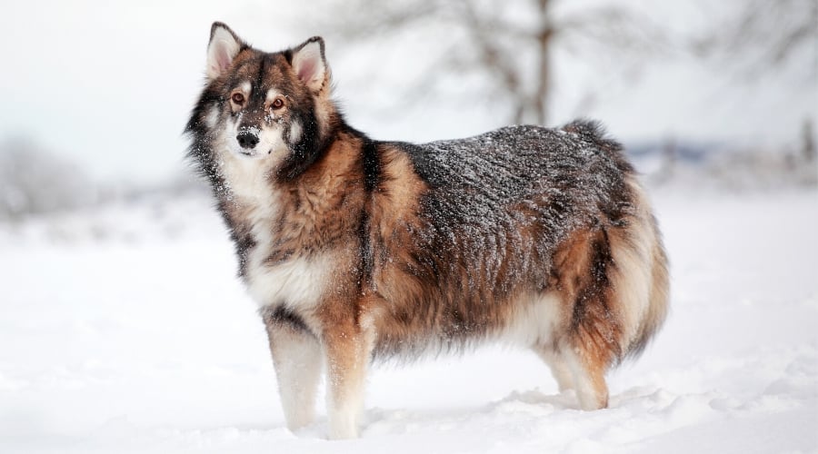 Utonagan Dog