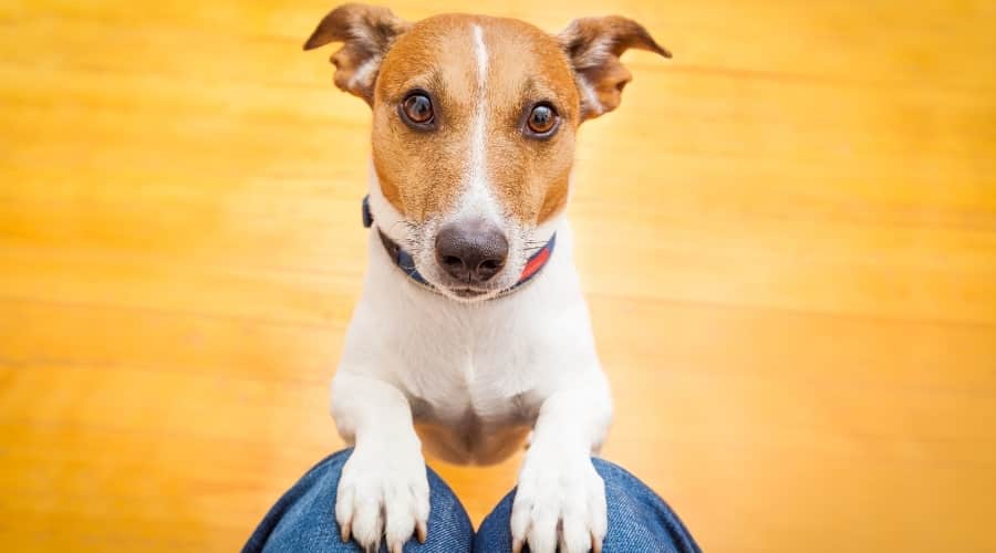 Velcro dog jumping on a person's legs.