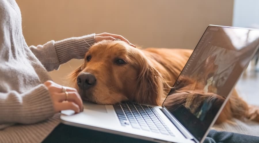 Velcro Dog With Owner