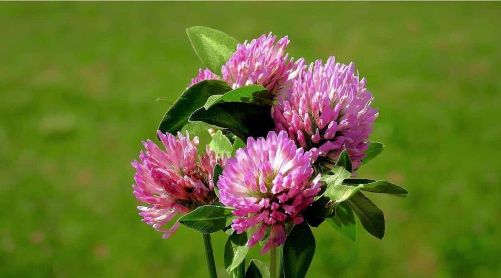 Red Clover