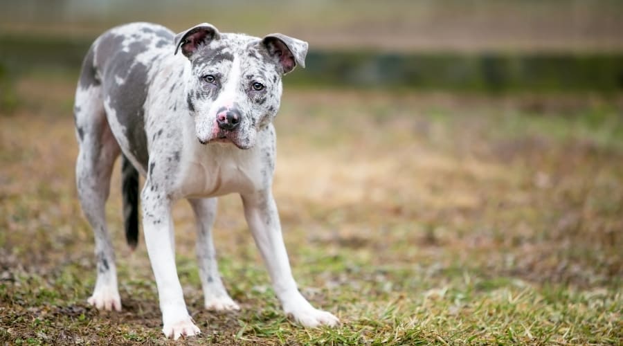 Very Active Dog in Home Backyard