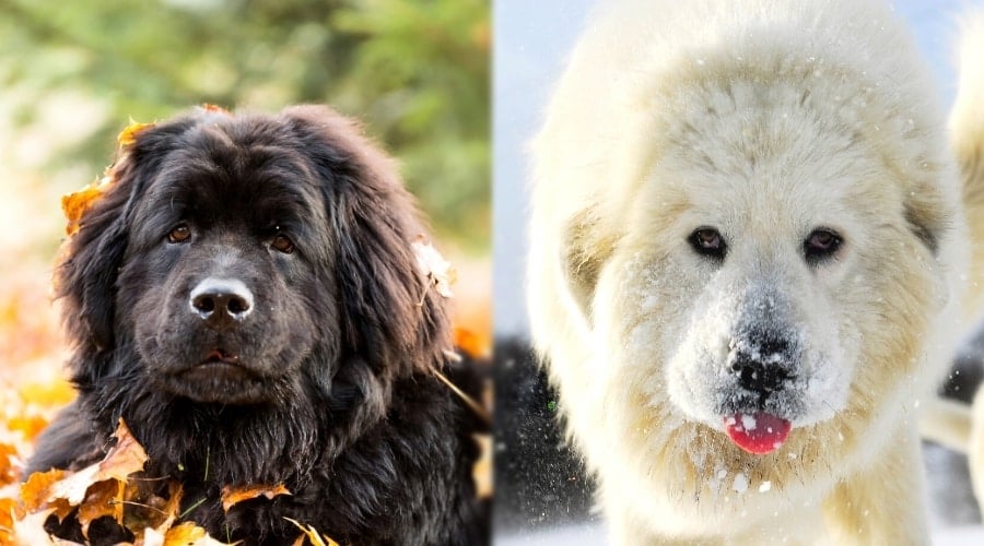 Very Fluffy Active Dogs Outside