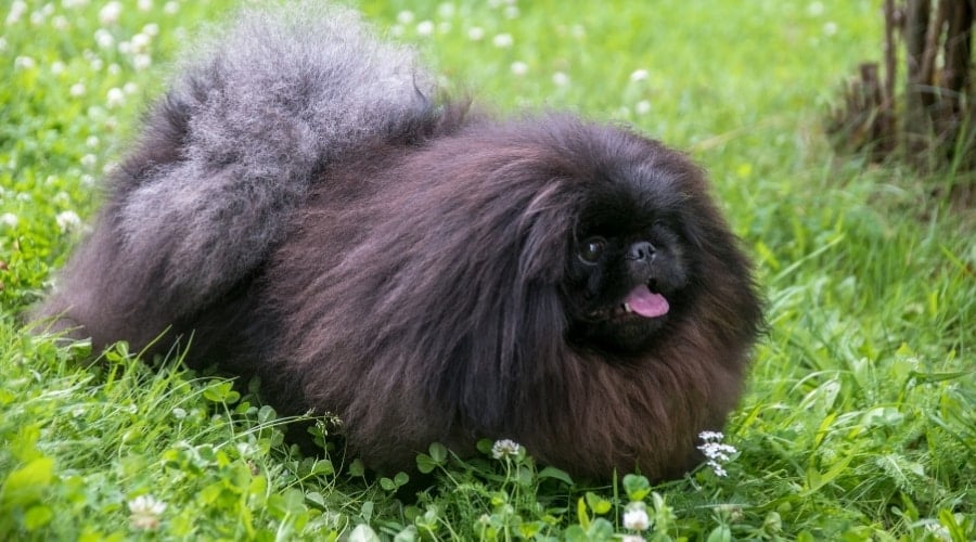 Very Fluffy Black Dog With His Tongue Out