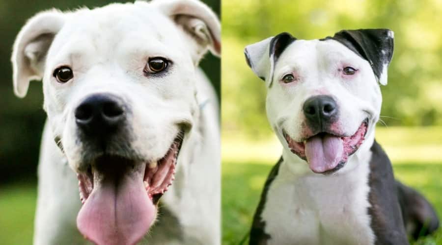 Very Happy Smiling Dogs