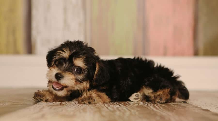 Very Small Black and Tan Dog Lying on Wood Floor