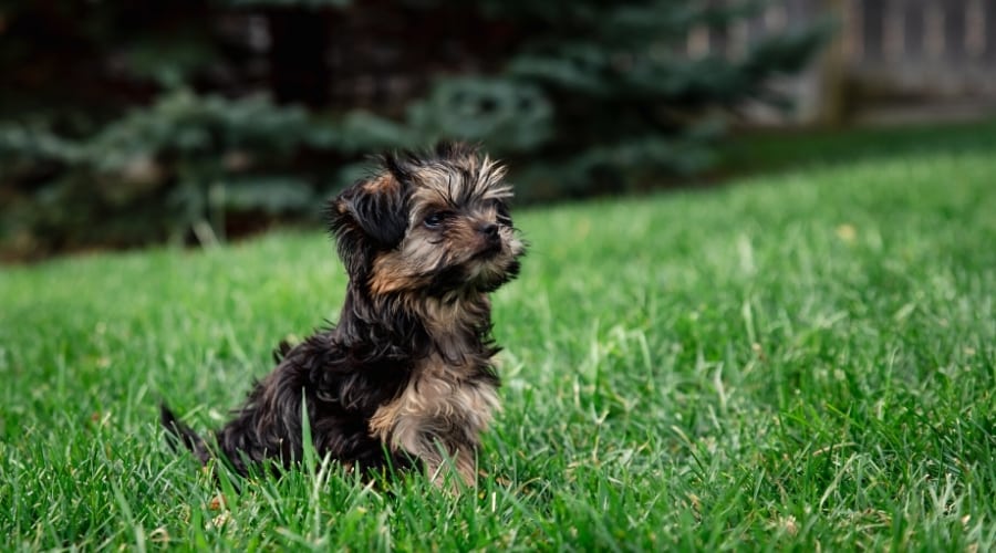 Very Small Black and Tan Dog Sitting Outdoors