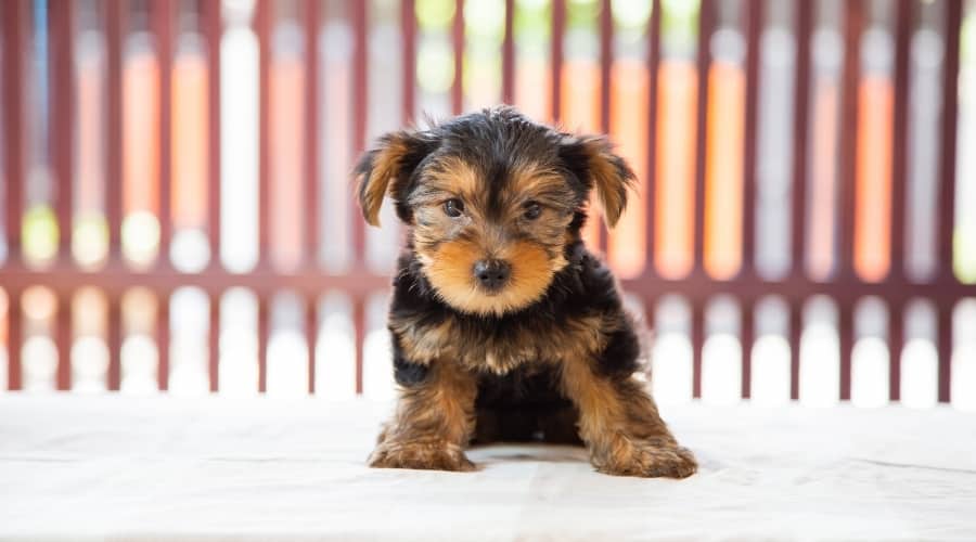Very Small Black and Tan Dog With Droopy Ears Sitting