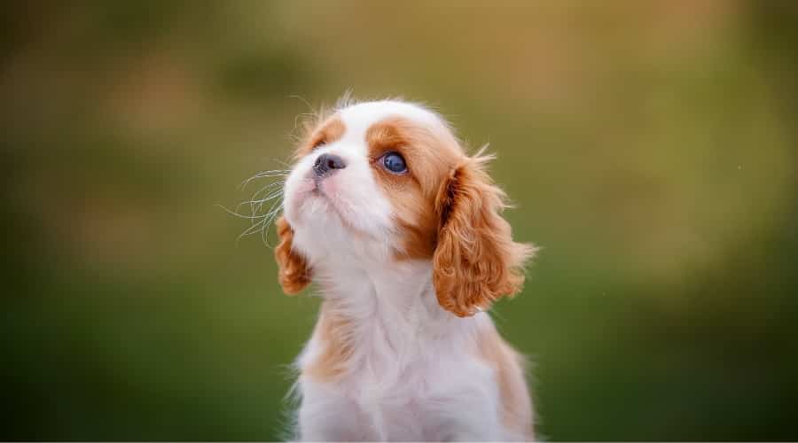 Very Small Puppy Dog Outdoors