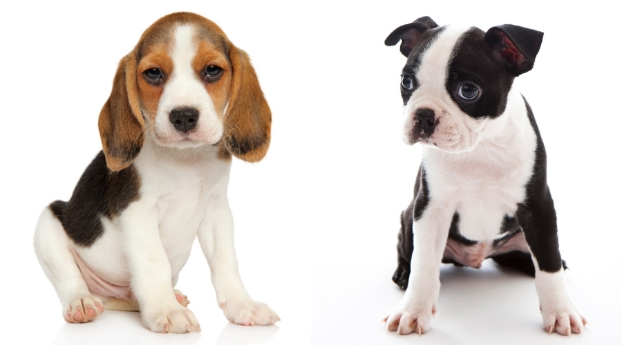Very Small Puppy Dogs