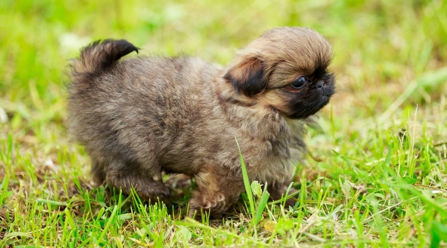 Very Small and Cute Puppy Running Through the Grass