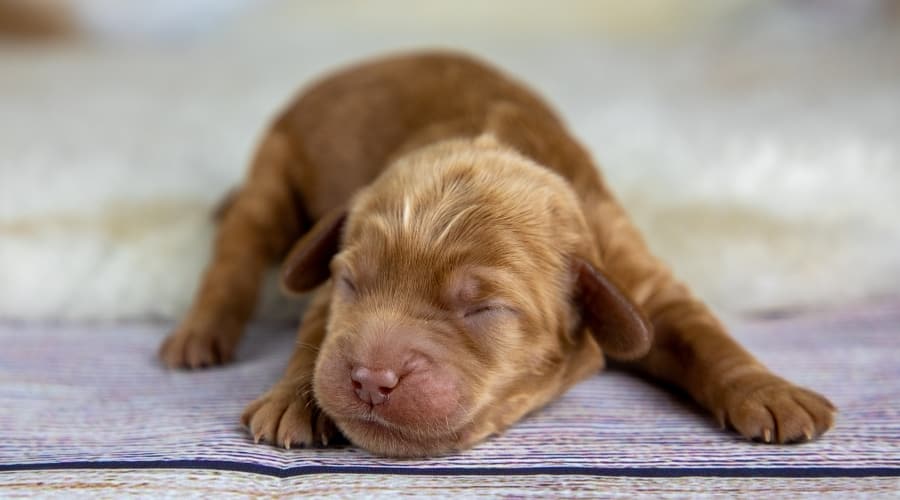 Very Young Puppy Laying on Wood Floor
