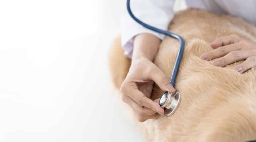 Vetchecking a dog with a stethoscope.