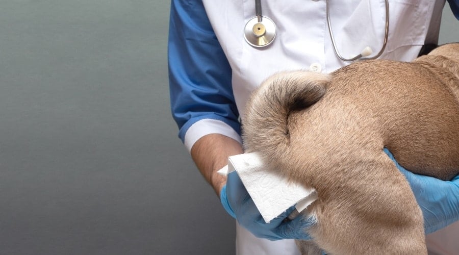 Vet Fixing a Concern on a Dogs Behind