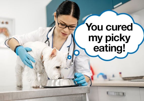 23 Tricks To Get A Picky Dog To Eat His Food (Every Last Bit!) - Canine ...