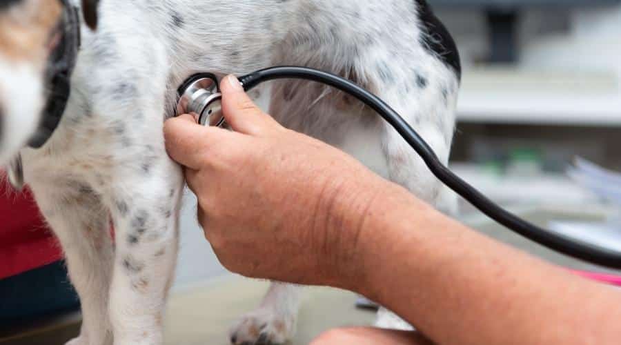 Vet examines a small Jack Russell Terrier's haert