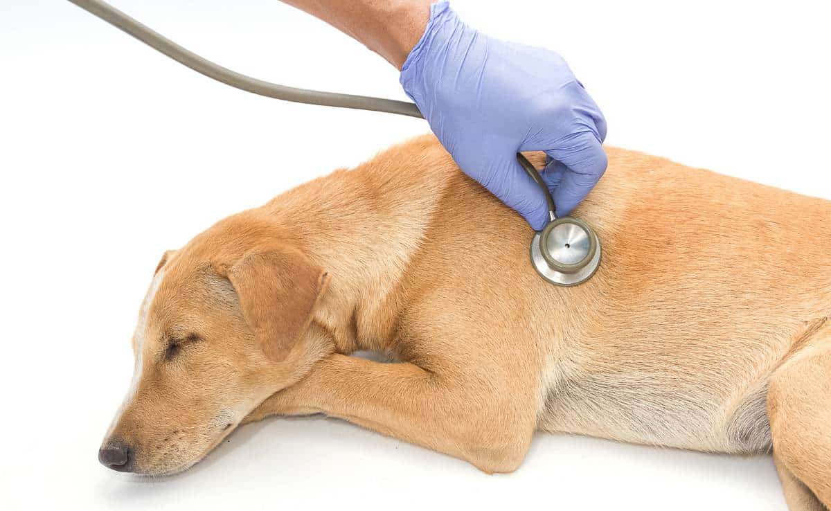 Vet examines sick dog with stethoscope to check for lung cancer