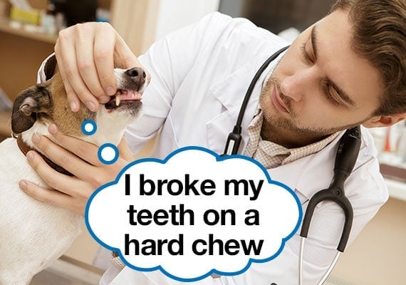 Vet examining a dogs mouth who broke his teeth on a hard chew toy
