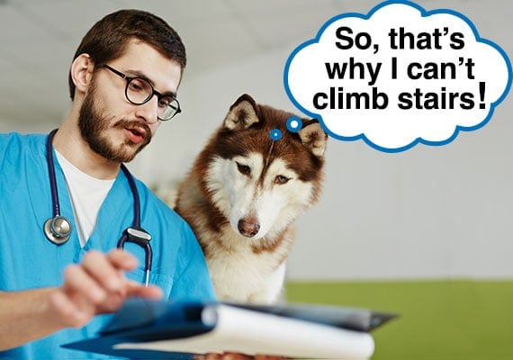 Vet explaining to husky dog what is causing his stair climbing problems
