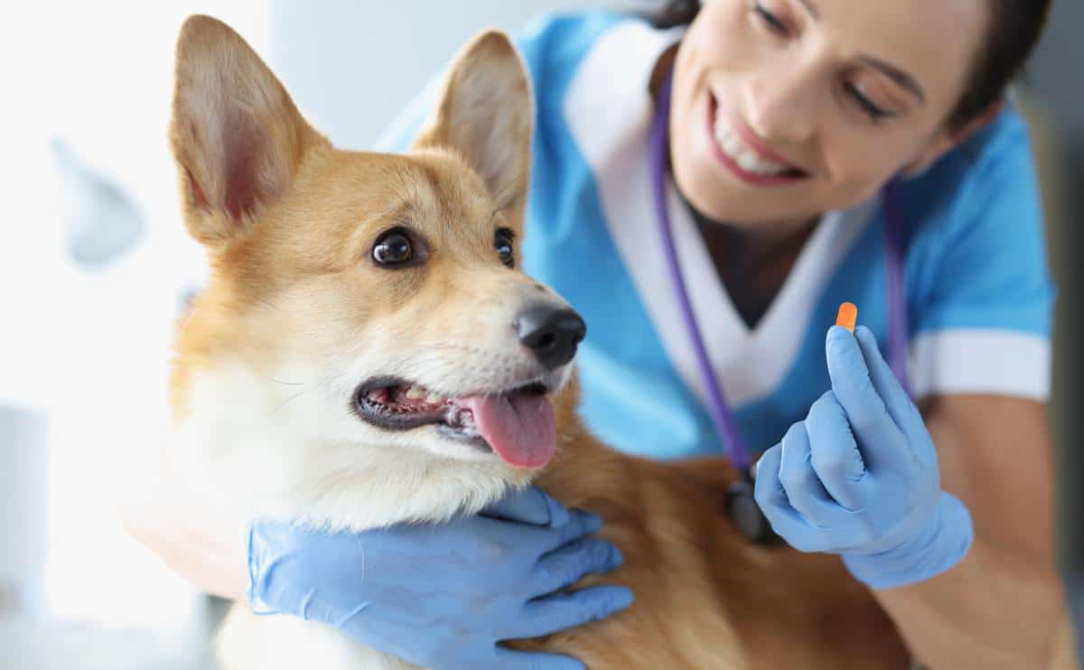 Vet giving medicine in a pill or tablet to a sick dog at a clinic.