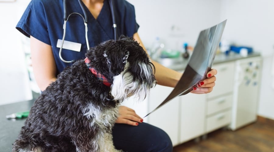 Veterinarian Looking at Dog X Ray
