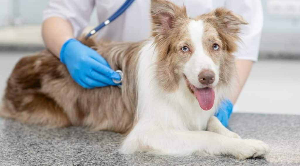 Australian Shepherd at the vet.