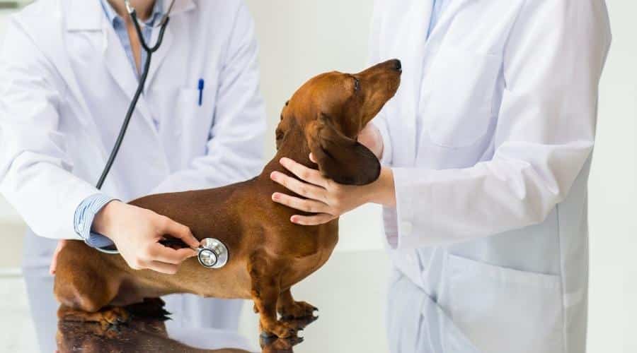 Veterinarian doctor with stethoscope and vet tech examining dachshund dog at vet clinic
