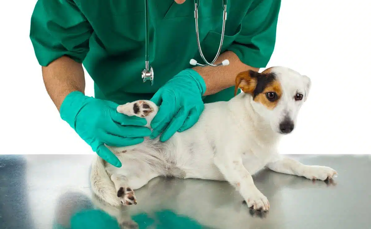 Veterinarian examines the dogs hip on a white background