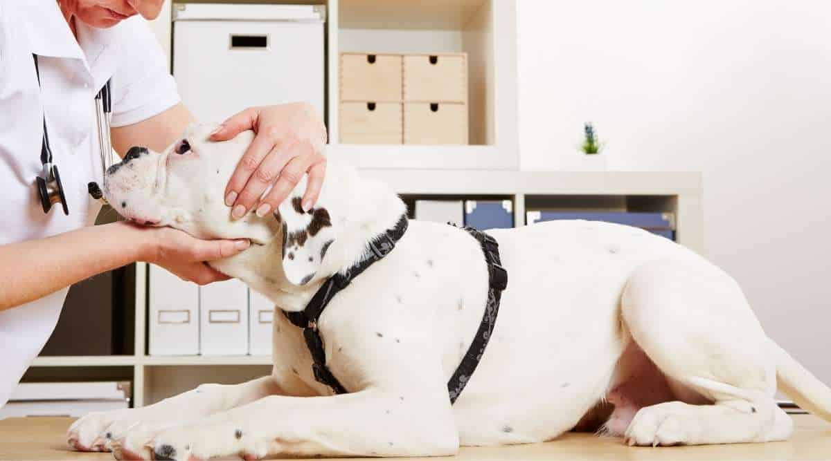Veterinarian examining Boxer dog at clinic.