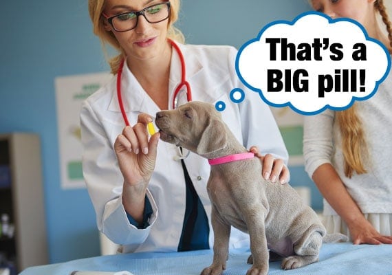 Veterinarian showing girl how to give a big pill to a small puppy by hand.