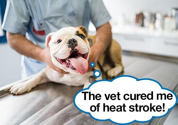 Veterinarian treating Bulldog for heat stroke