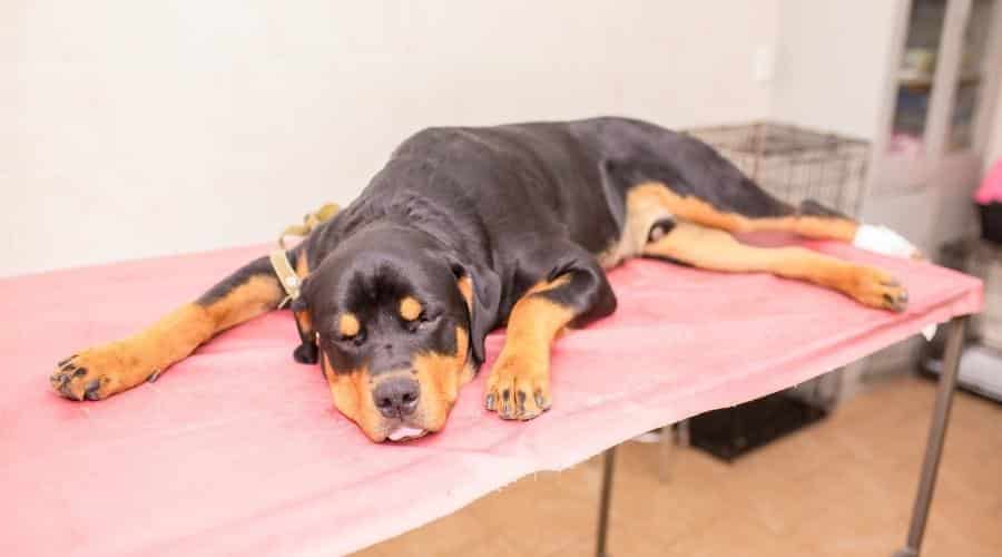 Veterinarian treats a rottweiler dog in a veterinary clinic. A veterinary specimen treats a wound on a dog's paw and rebent