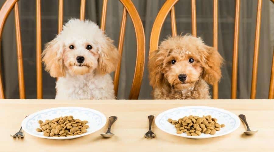 Two uninterested poodle puppies with their plate of kibbles on the dining table