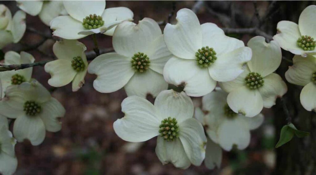 Flowering Dogwood