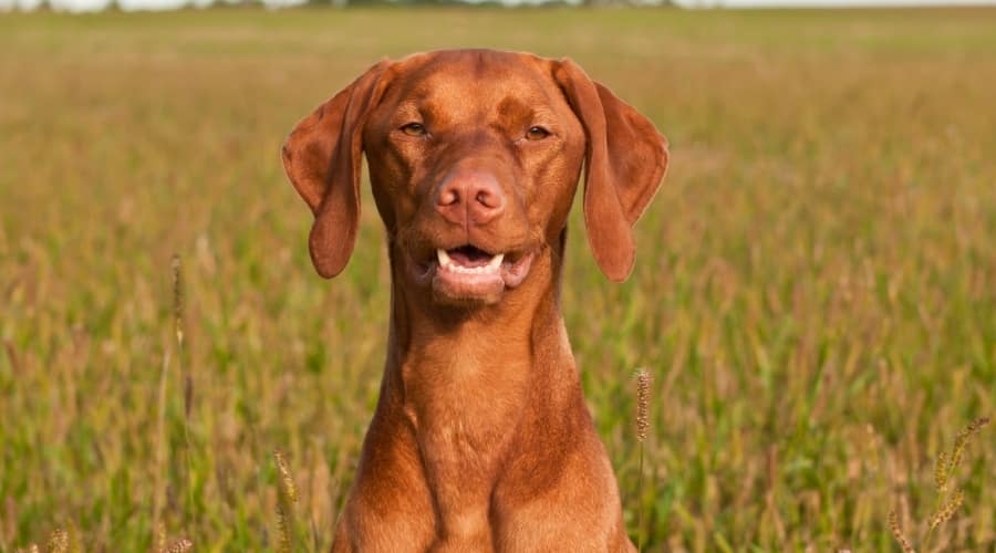 Vizsla Dog in Training