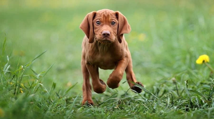 Vizsla Puppy Running in Grass