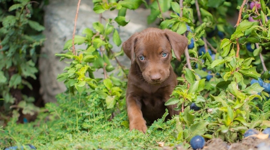 Vizsla Puppy in Front of Fruit Vines